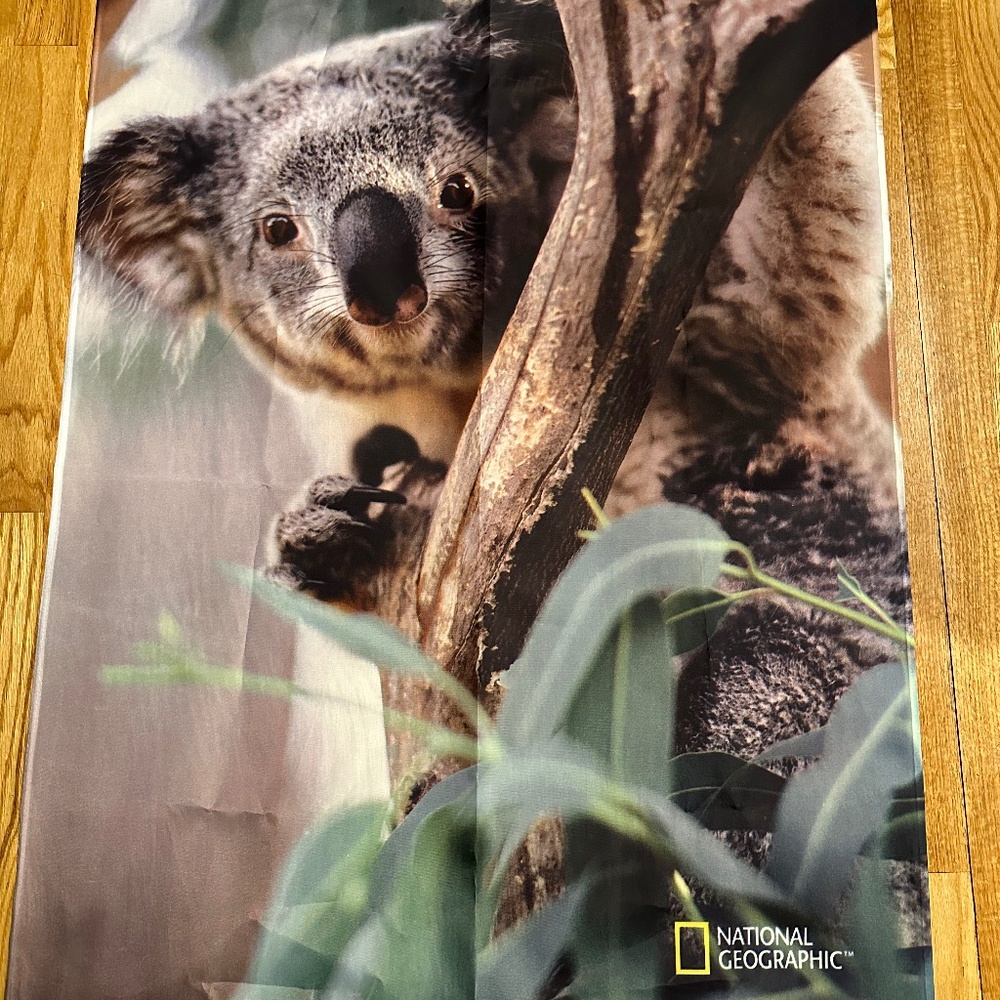 National Geographic Koala Flag